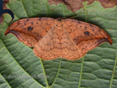 pebble hook-tip (Drepana falcataria) Kenneth Noble